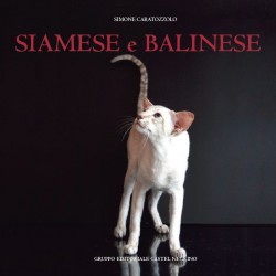 Siamese e balinese