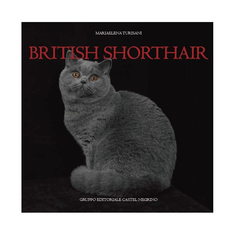 British shorthair