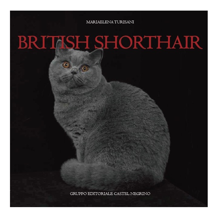 British shorthair